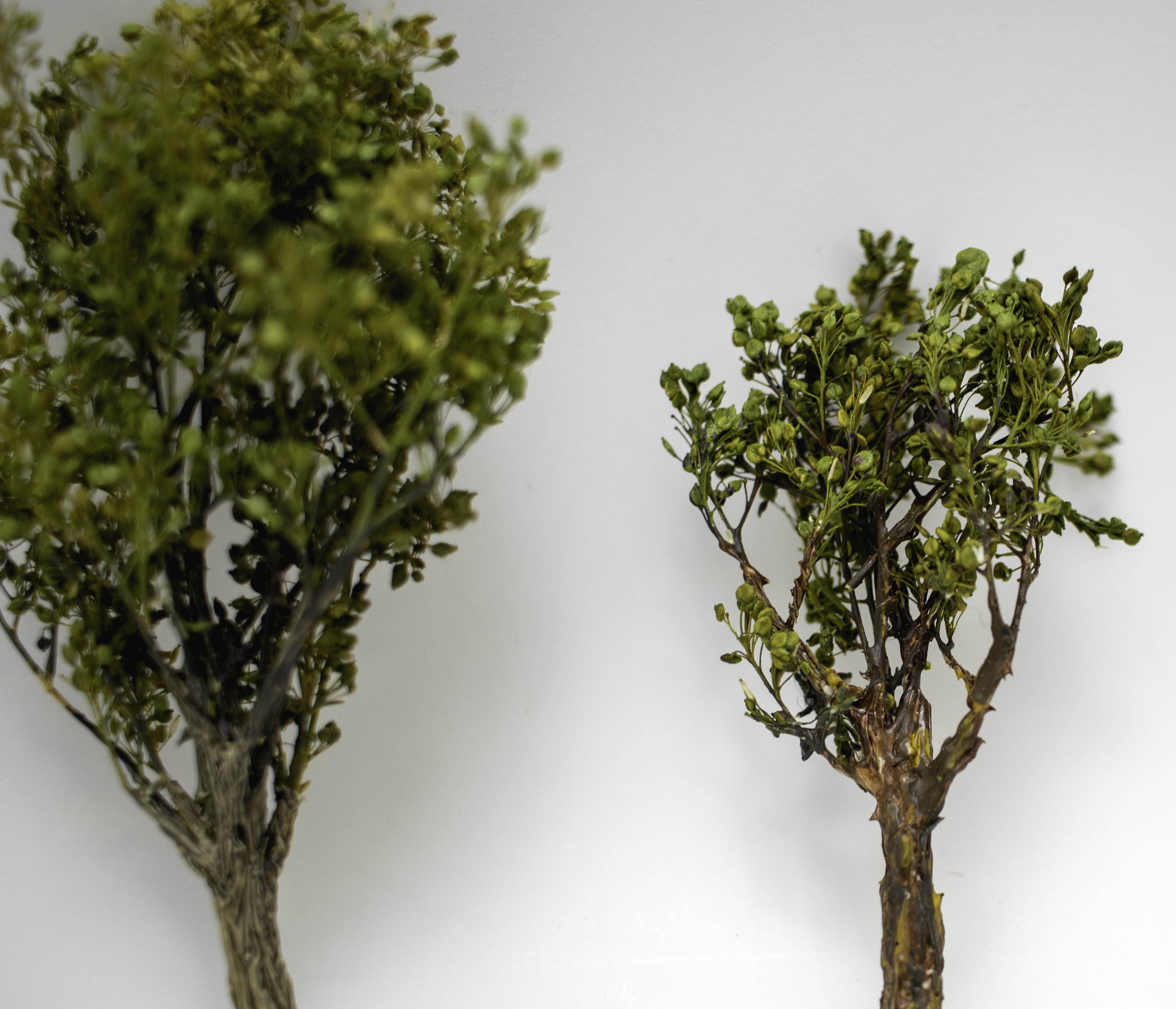 Forest in a Flash – Flex-I-File